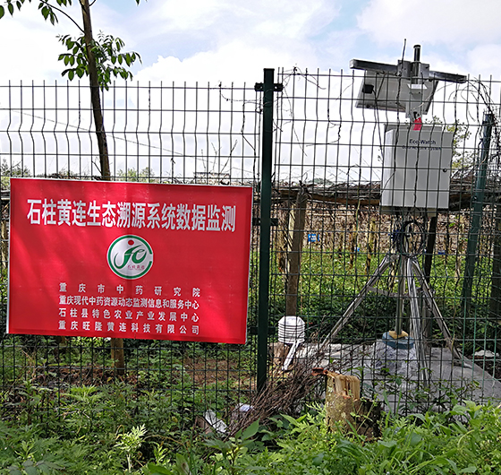 黃連産(chǎn)品