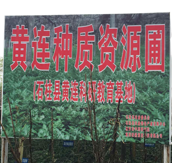 黃連産(chǎn)品